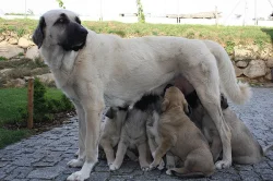 Anatolský pastevecký pes - kangal, pejsci s PP